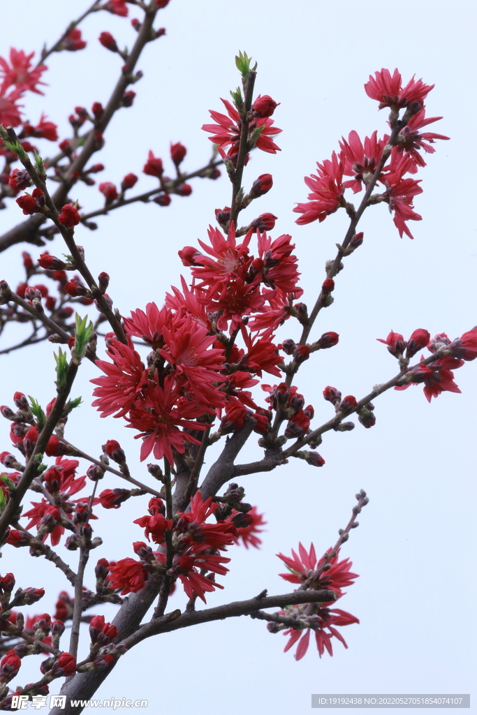 菊花桃