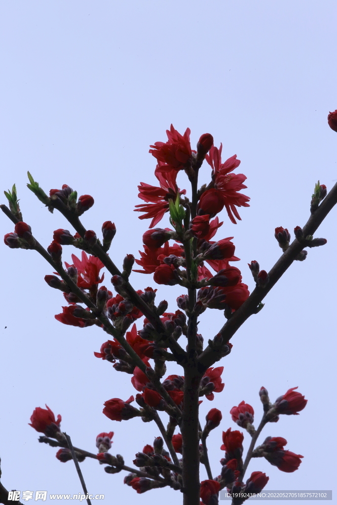 菊花桃
