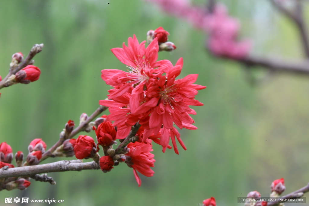 菊花桃