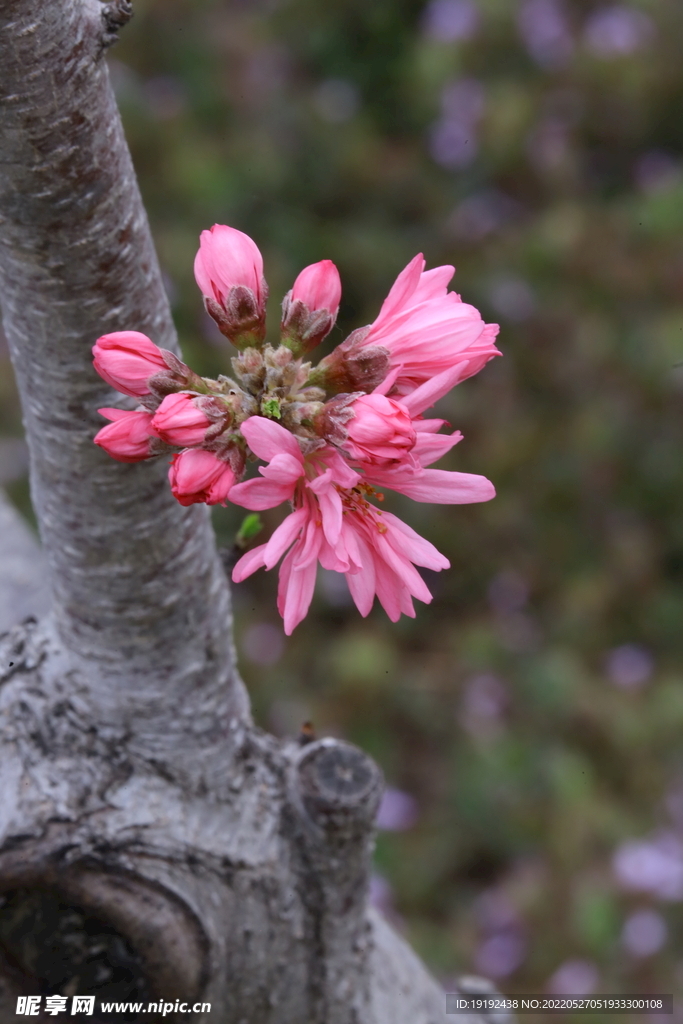 菊花桃 