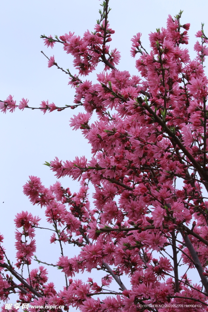 菊花桃
