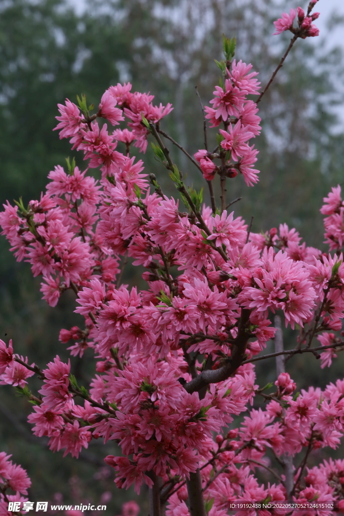 菊花桃