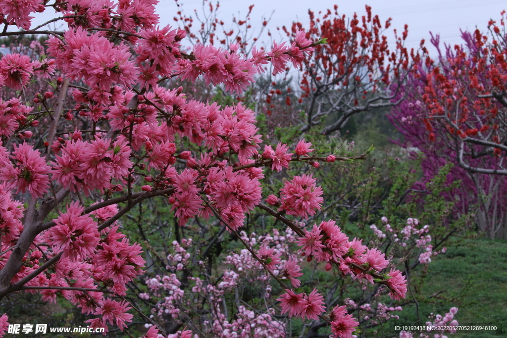 菊花桃
