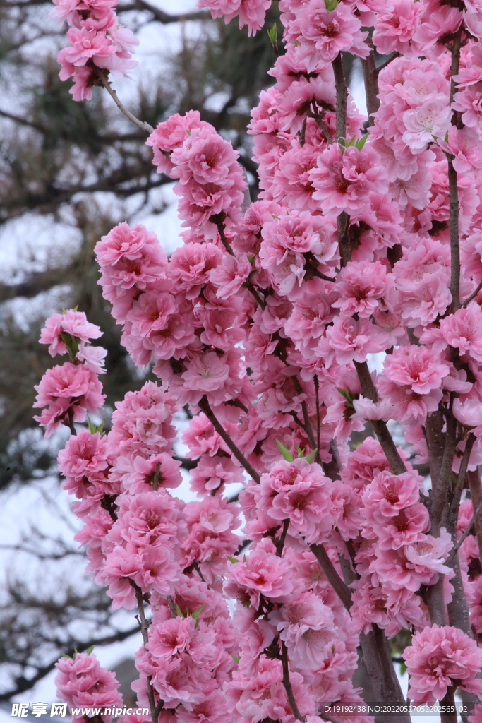 碧桃花儿