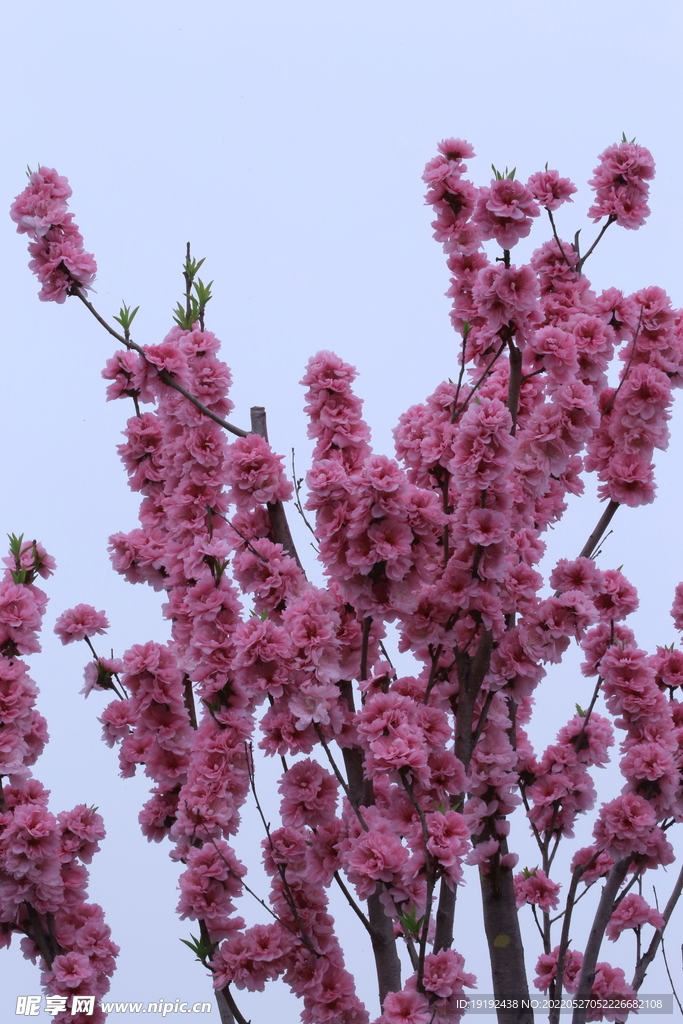 碧桃花儿