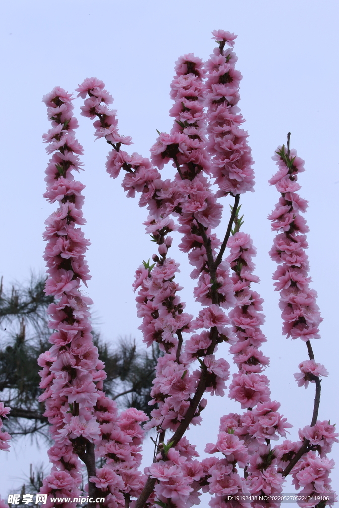 碧桃花儿 
