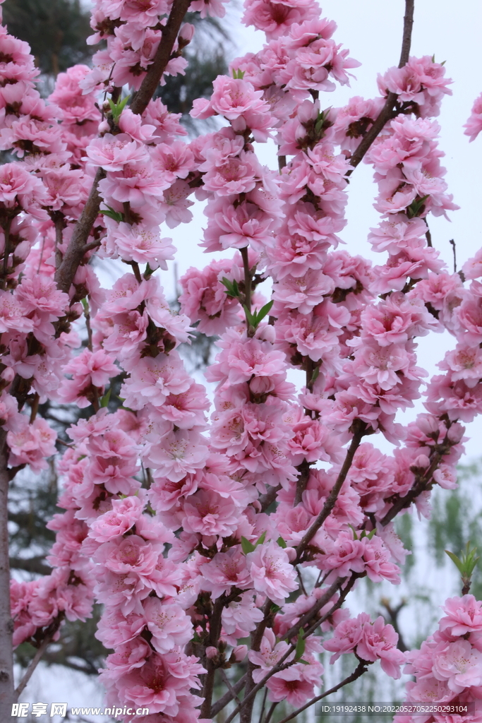 碧桃花儿 