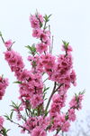 碧桃花儿 