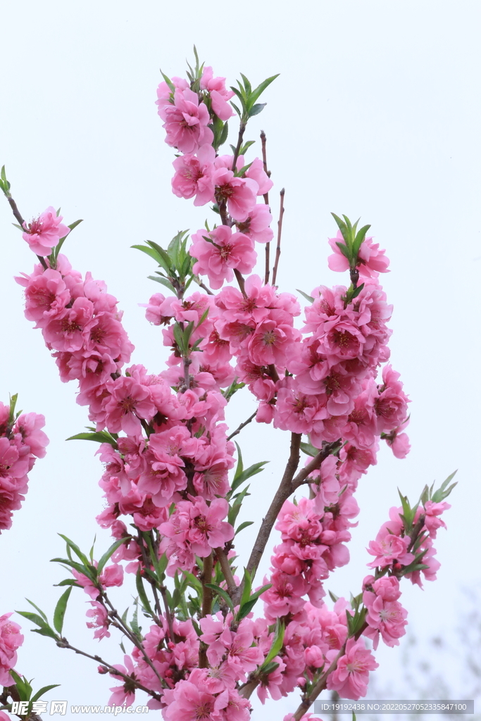 碧桃花儿 