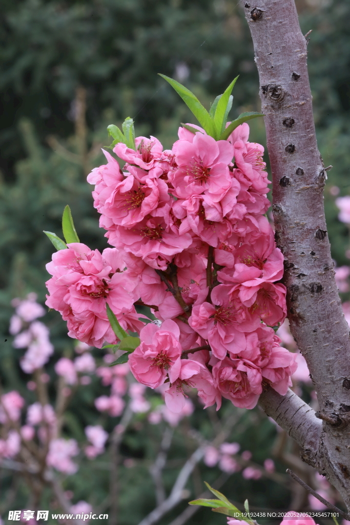碧桃花儿