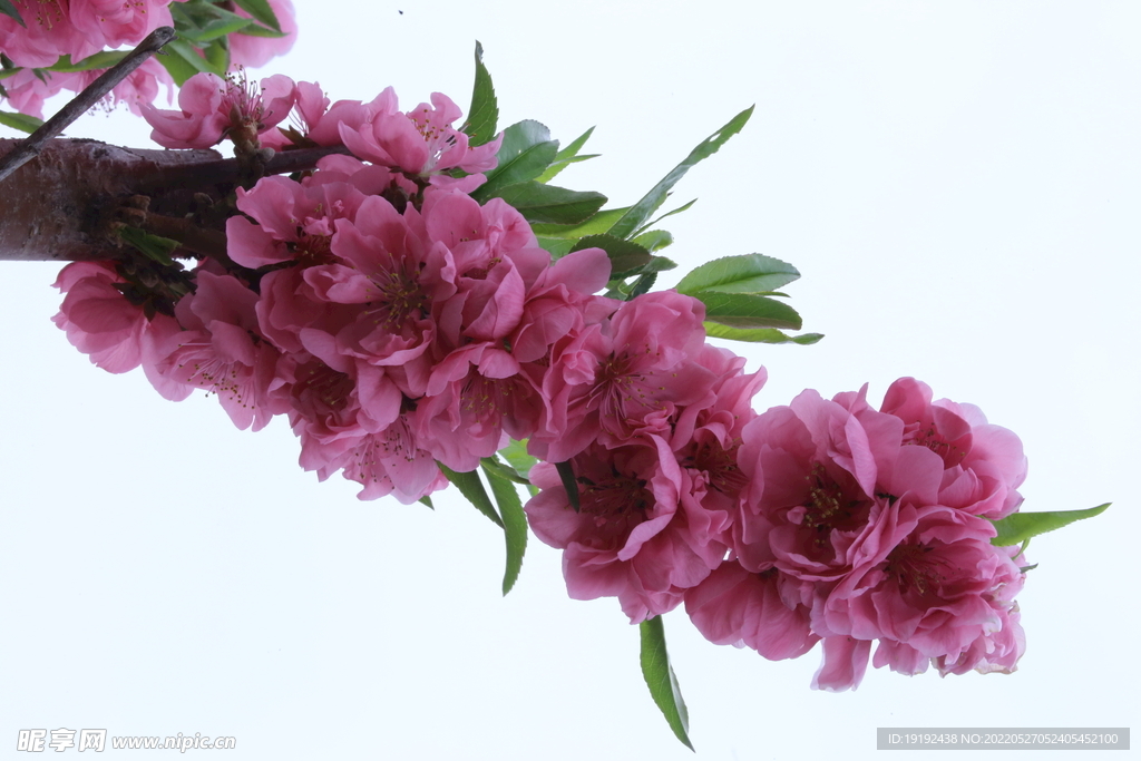 碧桃花儿