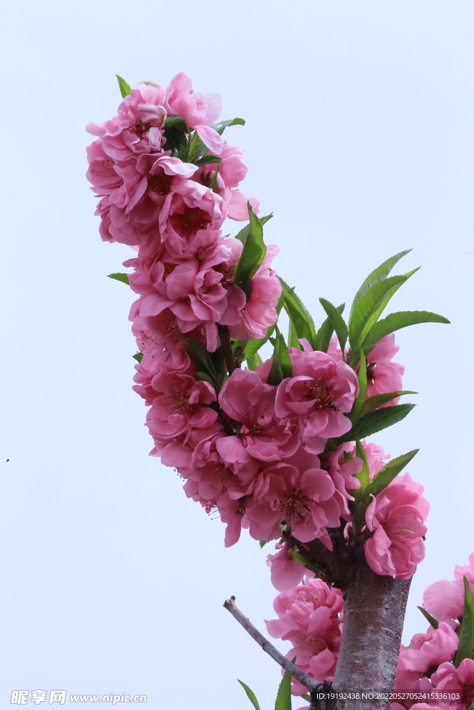 碧桃花儿