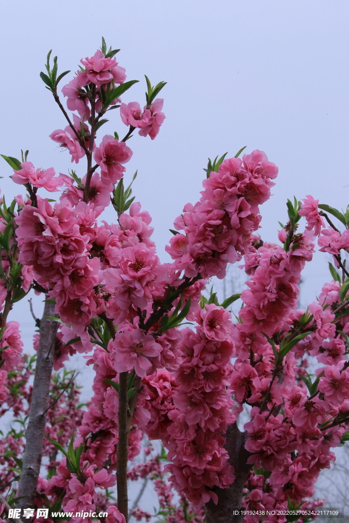 碧桃花儿