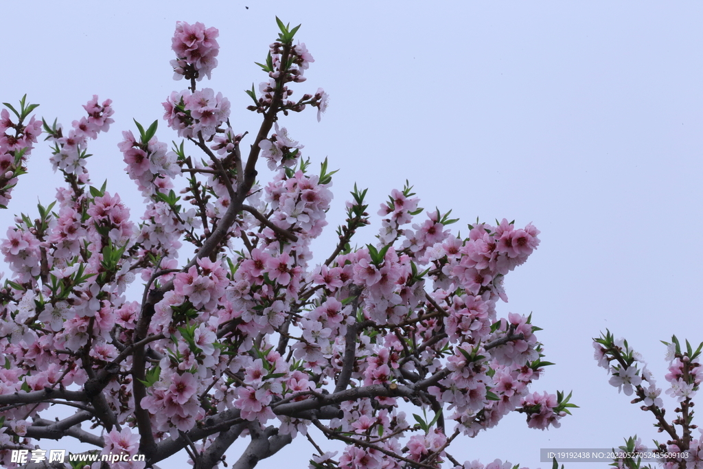 桃花 