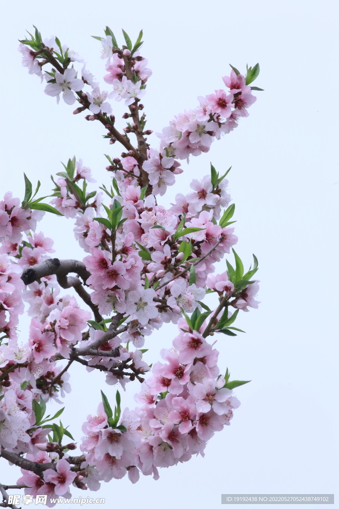桃花 