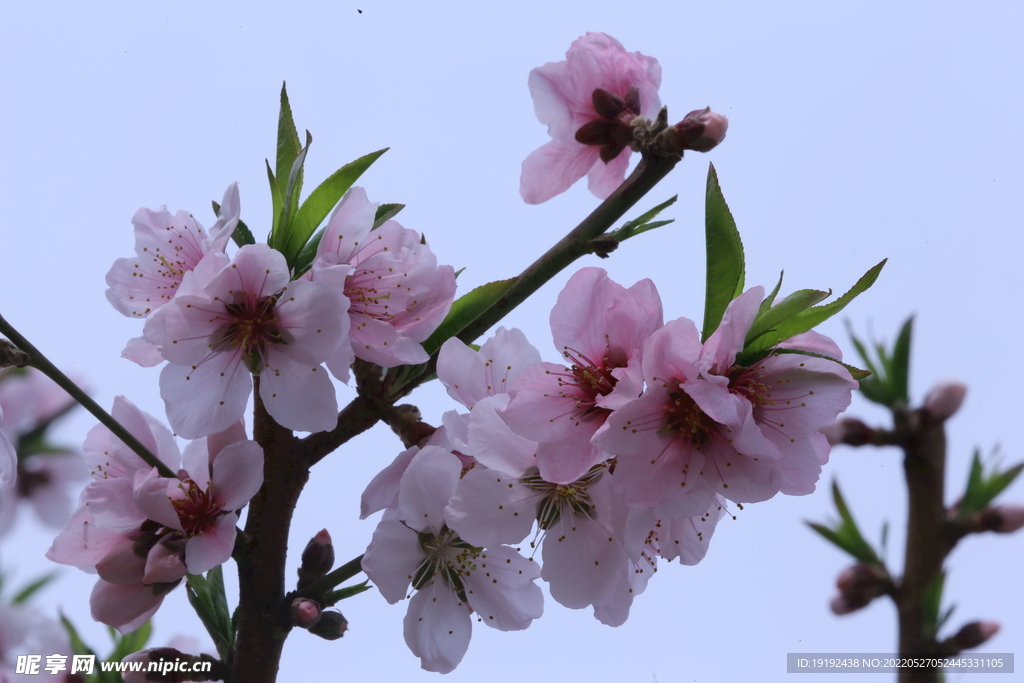 桃花 