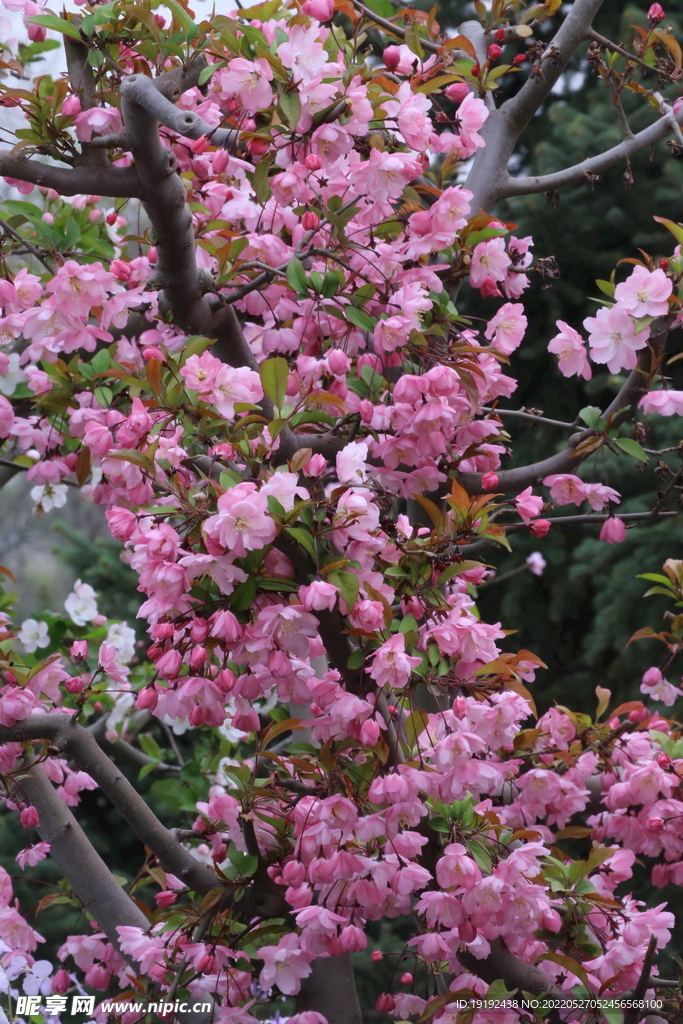 垂丝海棠花