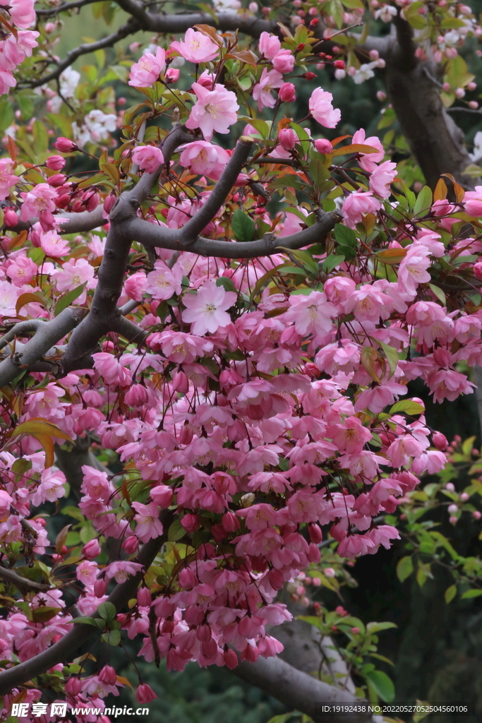 垂丝海棠花