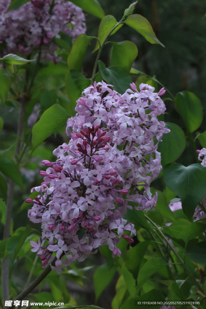 丁香花 