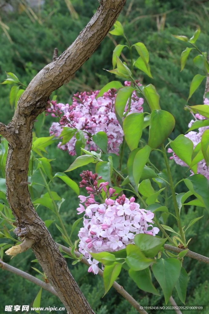 丁香花