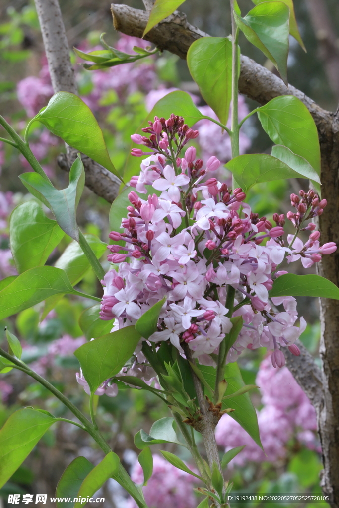 丁香花