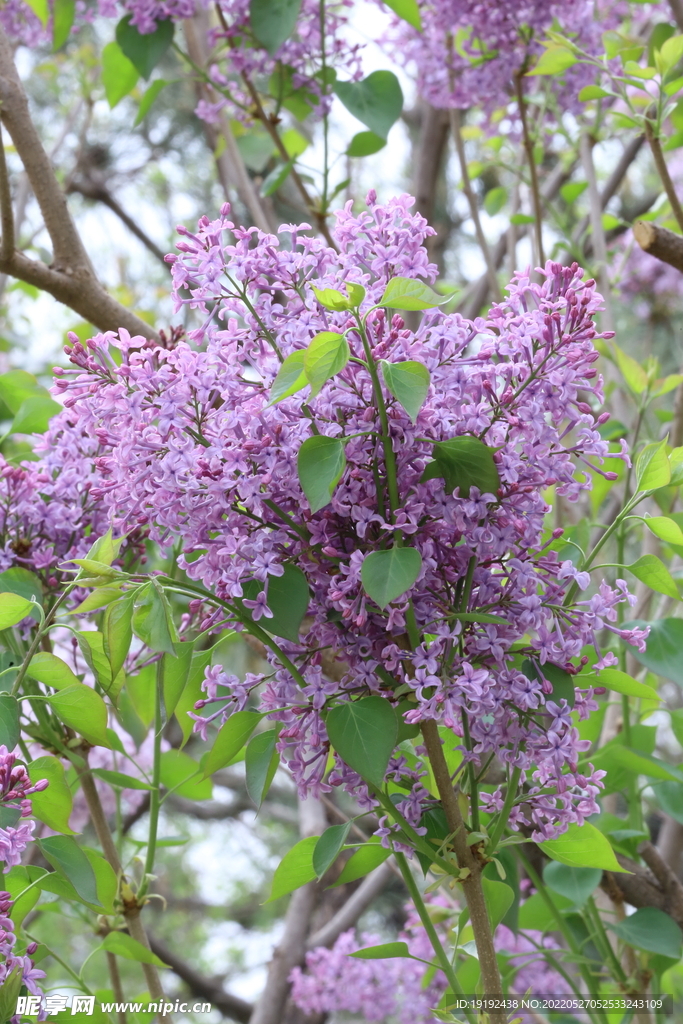 丁香花