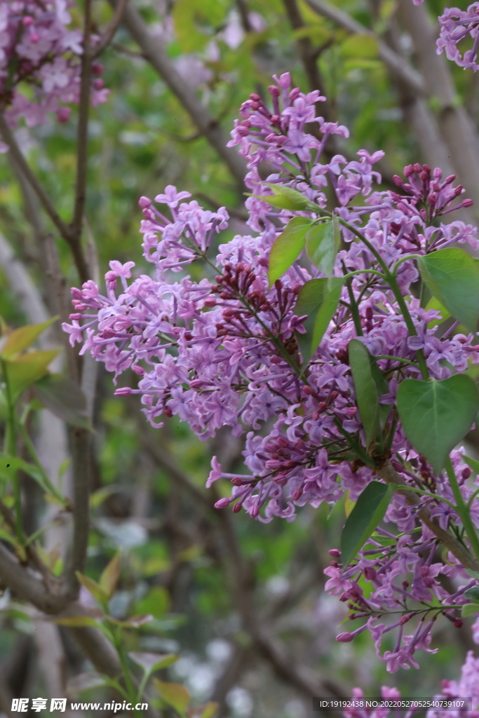 丁香花 