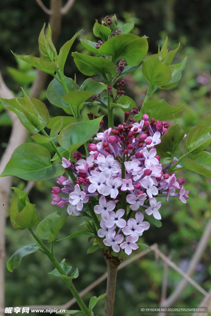 丁香花 