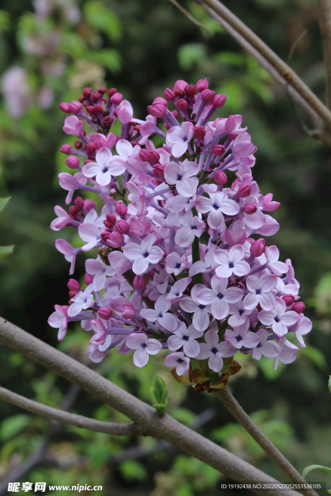 丁香花 