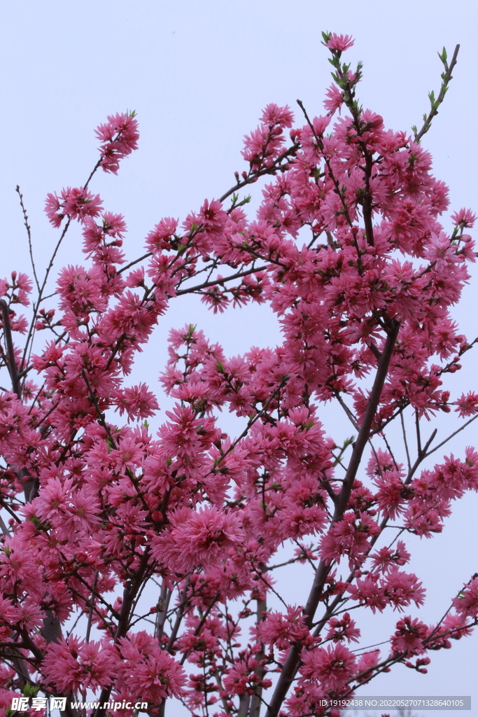 菊花桃 