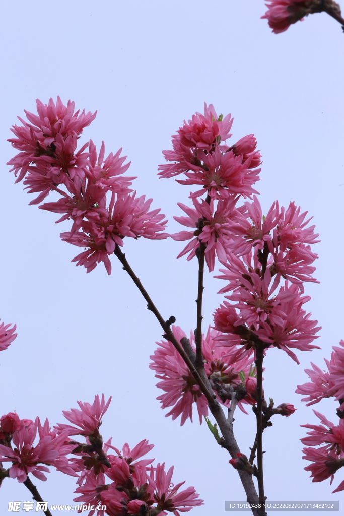 菊花桃 