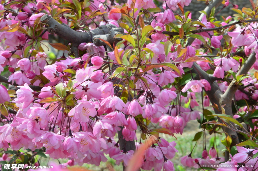垂丝海棠花 