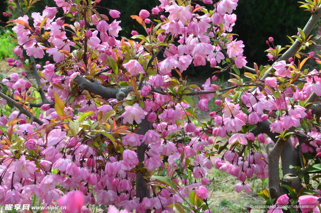 垂丝海棠花