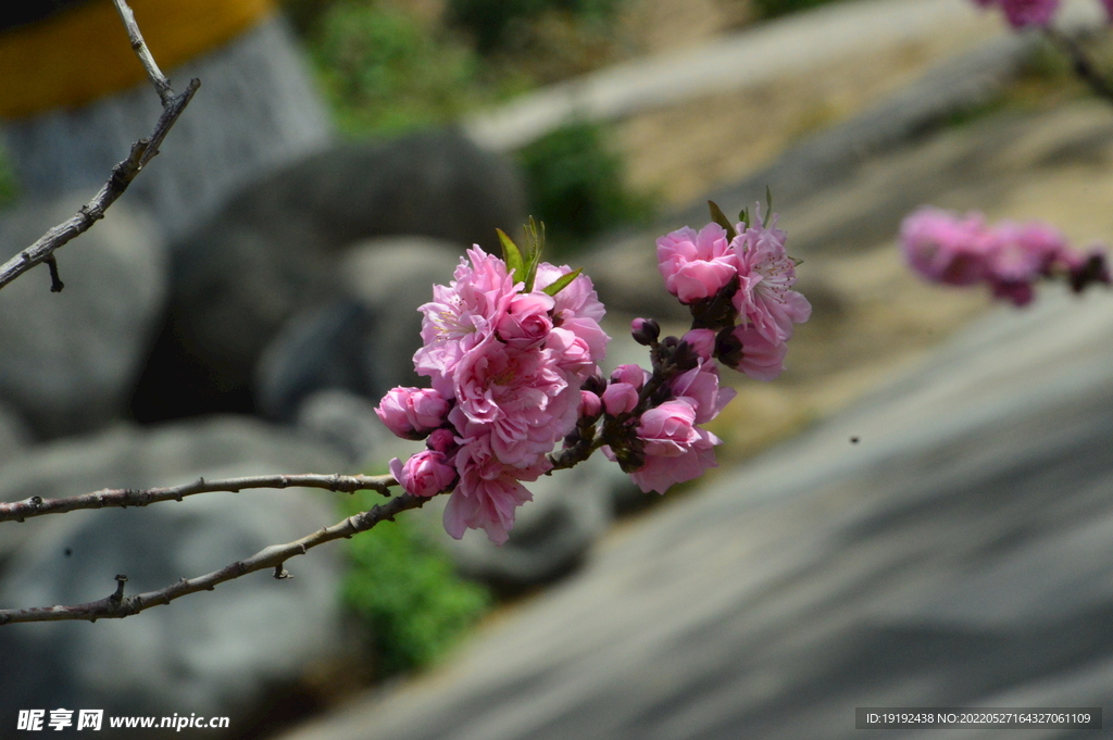 碧桃花 
