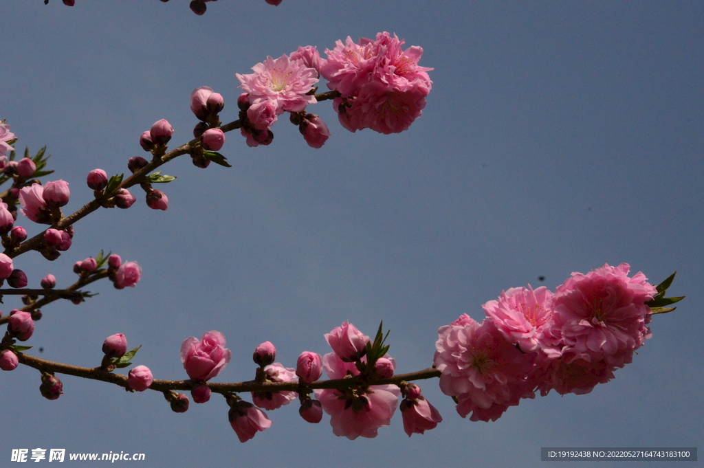 碧桃花 