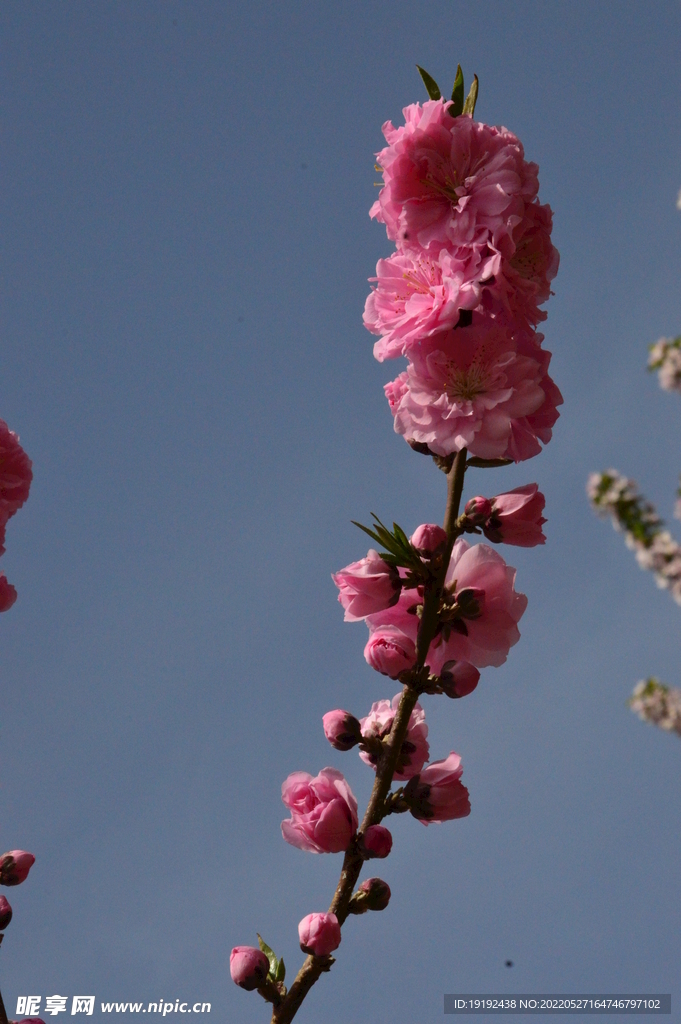 碧桃花 