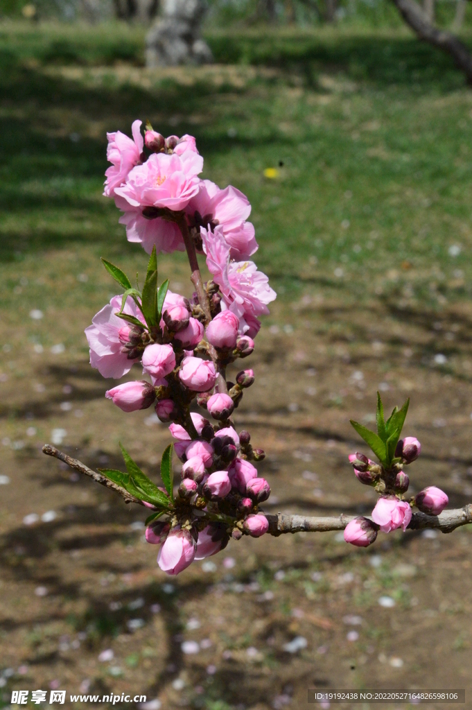 碧桃花 