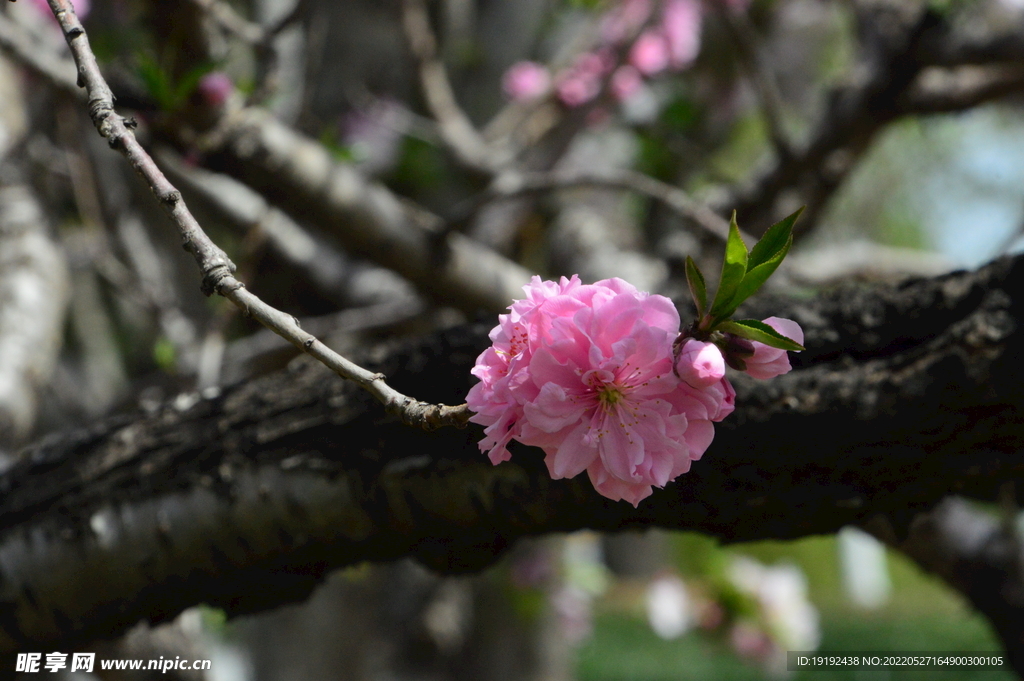 碧桃花 