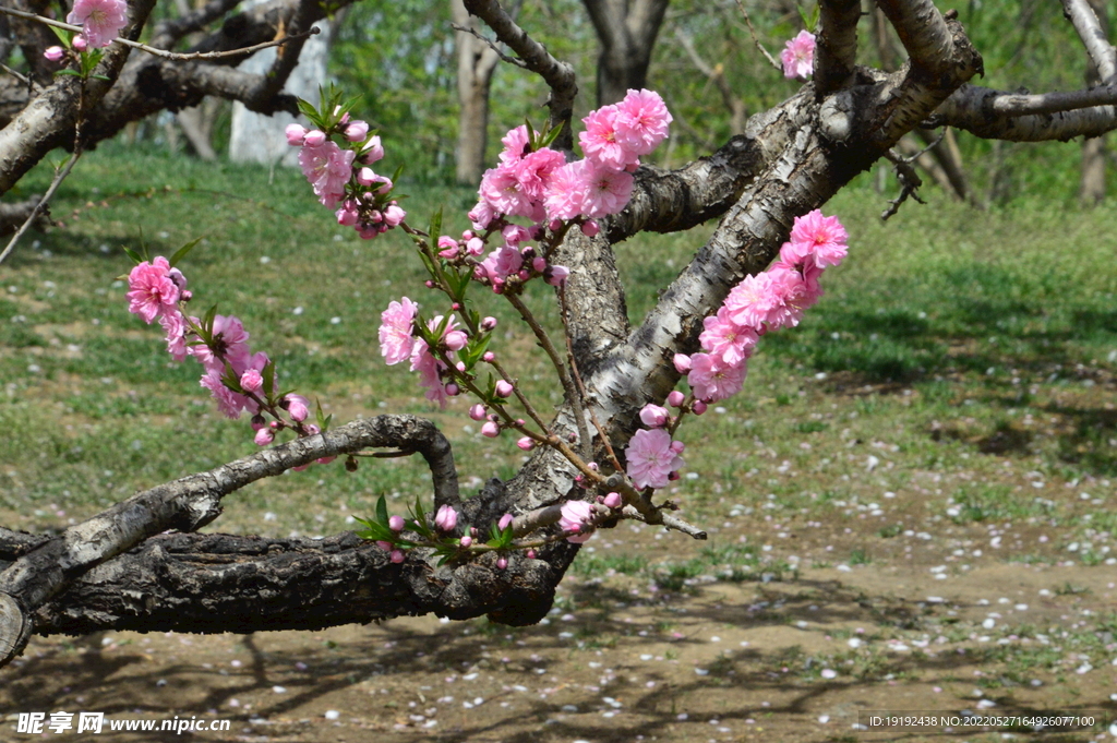 碧桃花 