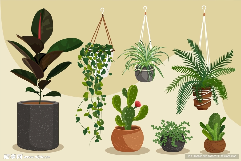 植物插画