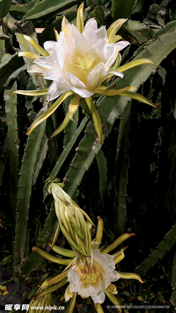 火龙果花
