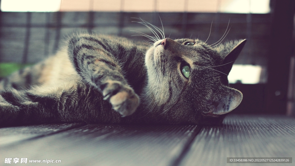猫