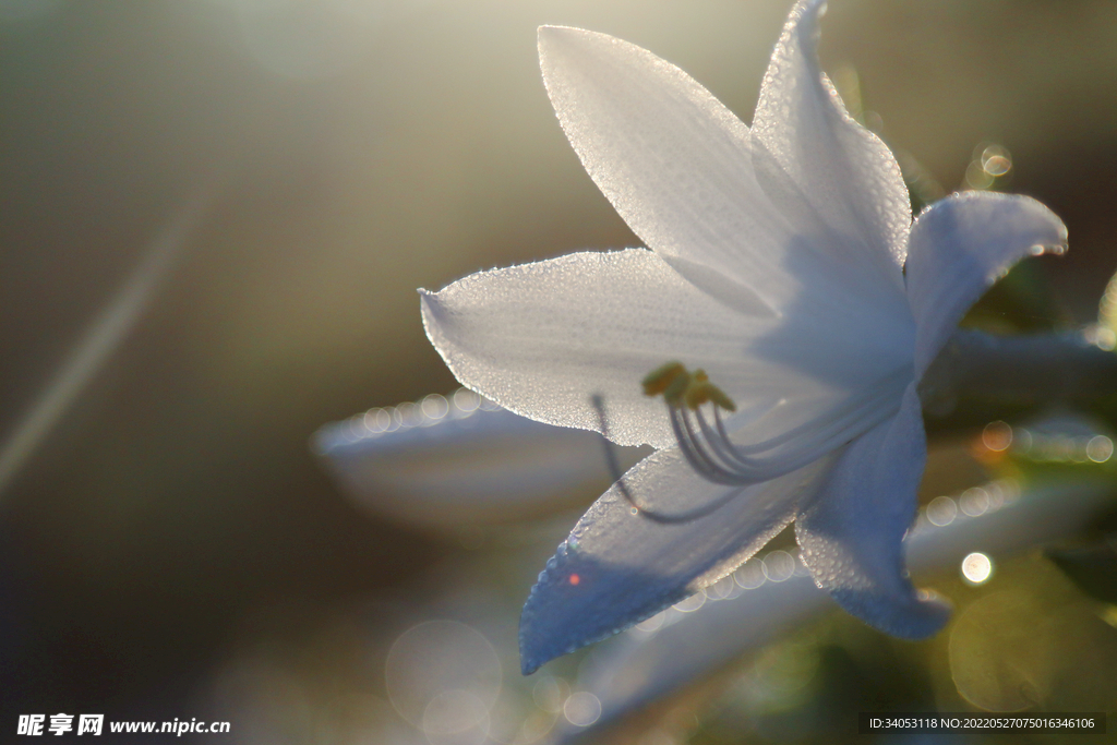 百合花