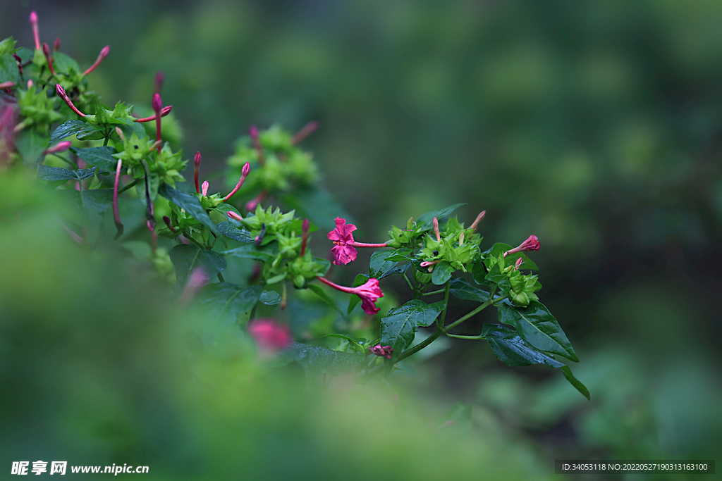 紫茉莉花