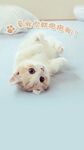 萌猫