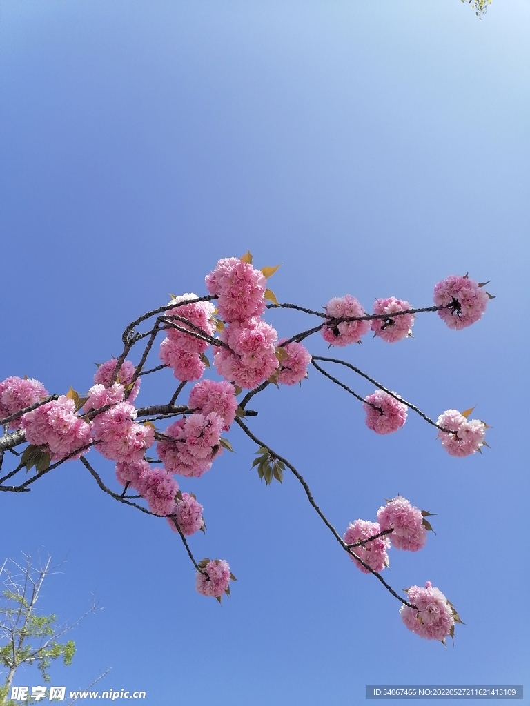 樱花