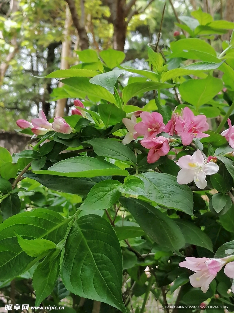 花花世界