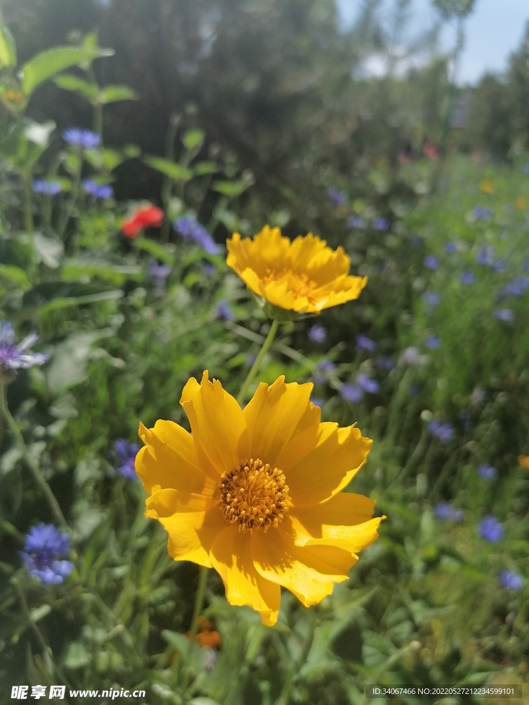 黄花
