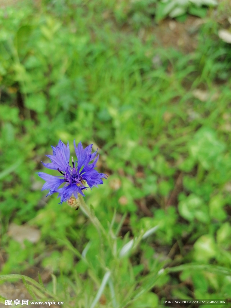 蓝色花