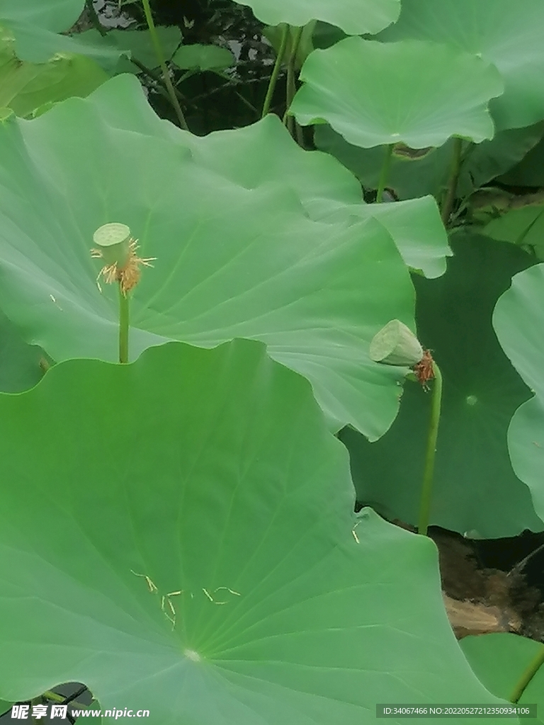 夏日荷叶